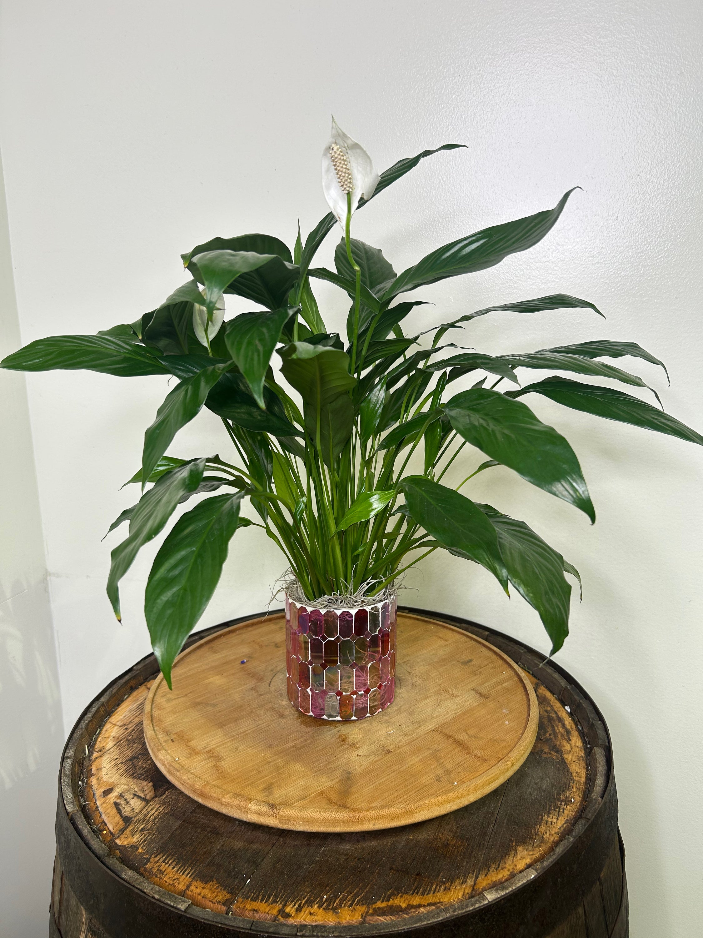 Peace Lily in a Pink Mosaic - Small | Sango Village Florist